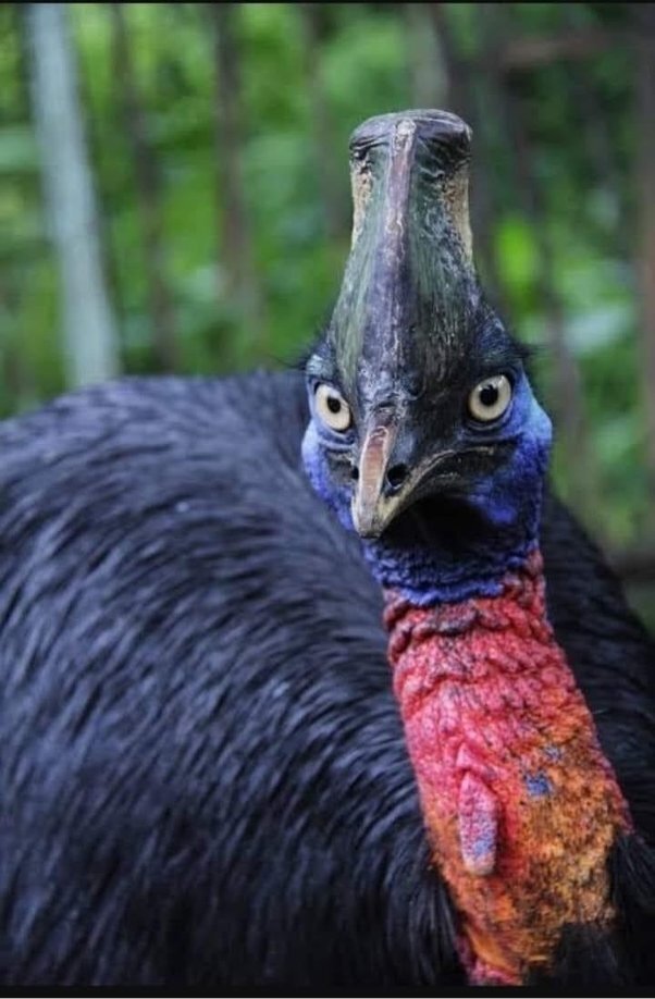 Какая самая опасная птица в мире?