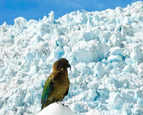 Какая самая опасная птица в мире?