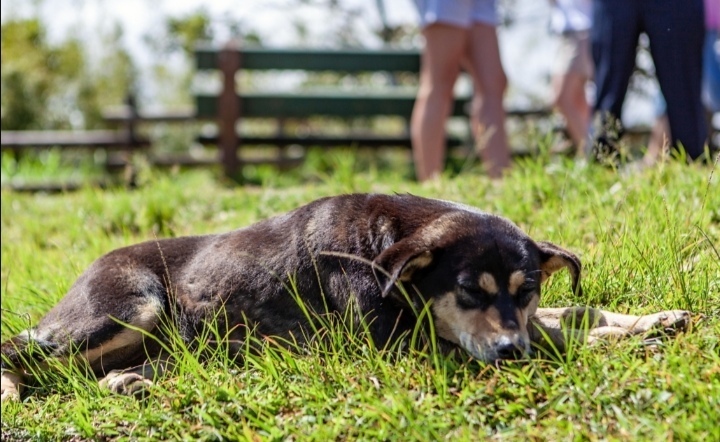 Убить проще, чем лечить? 80 % населения проголосовало за усыпление бездомных собак