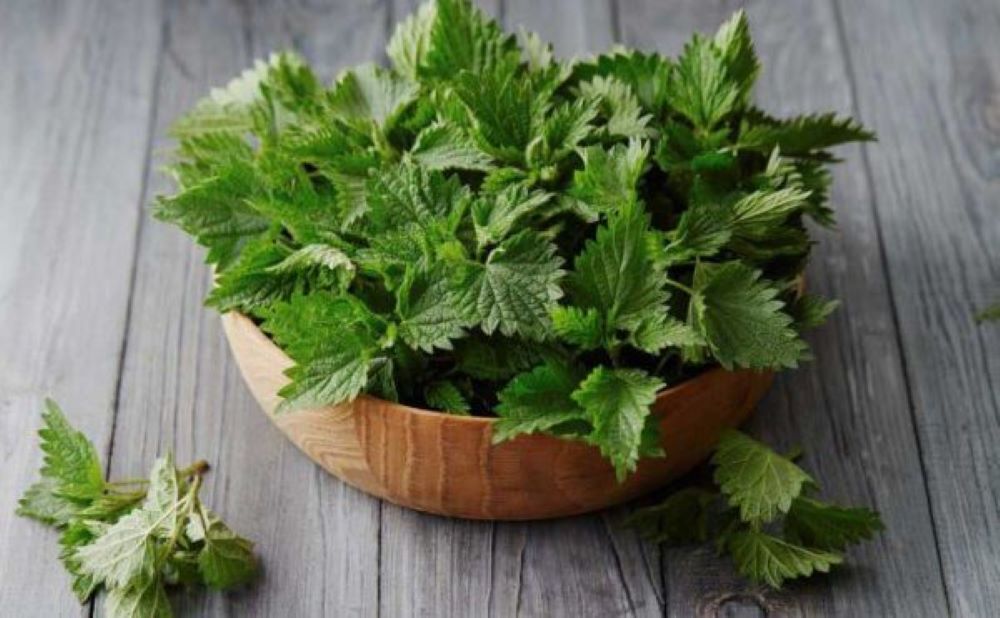 Крапива. Сорняк или лекарство?