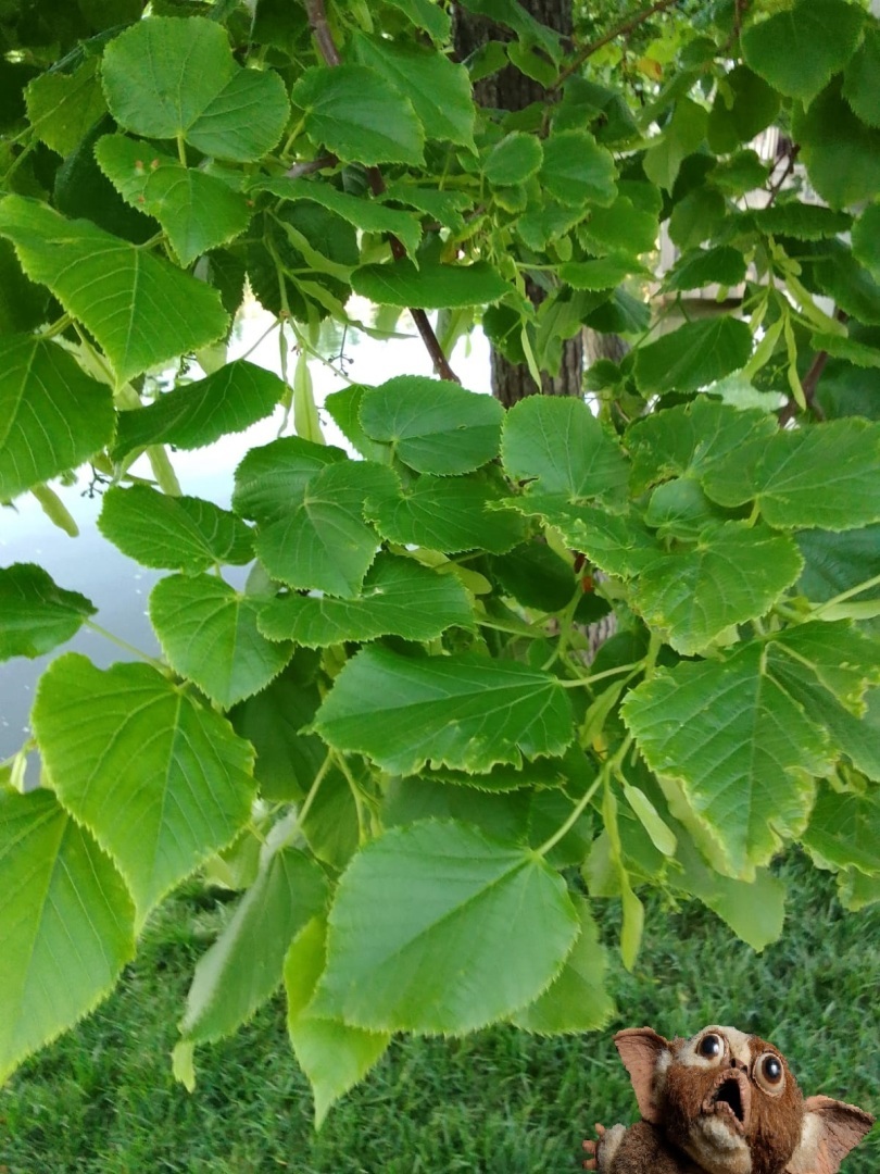 Чистые пруды, застенчивые ивы? Разоблачение бессовестной лжи! Расследование, которое привело к шокирующим открытиям