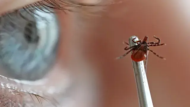 Что делать, если укусил клещ - советы врача