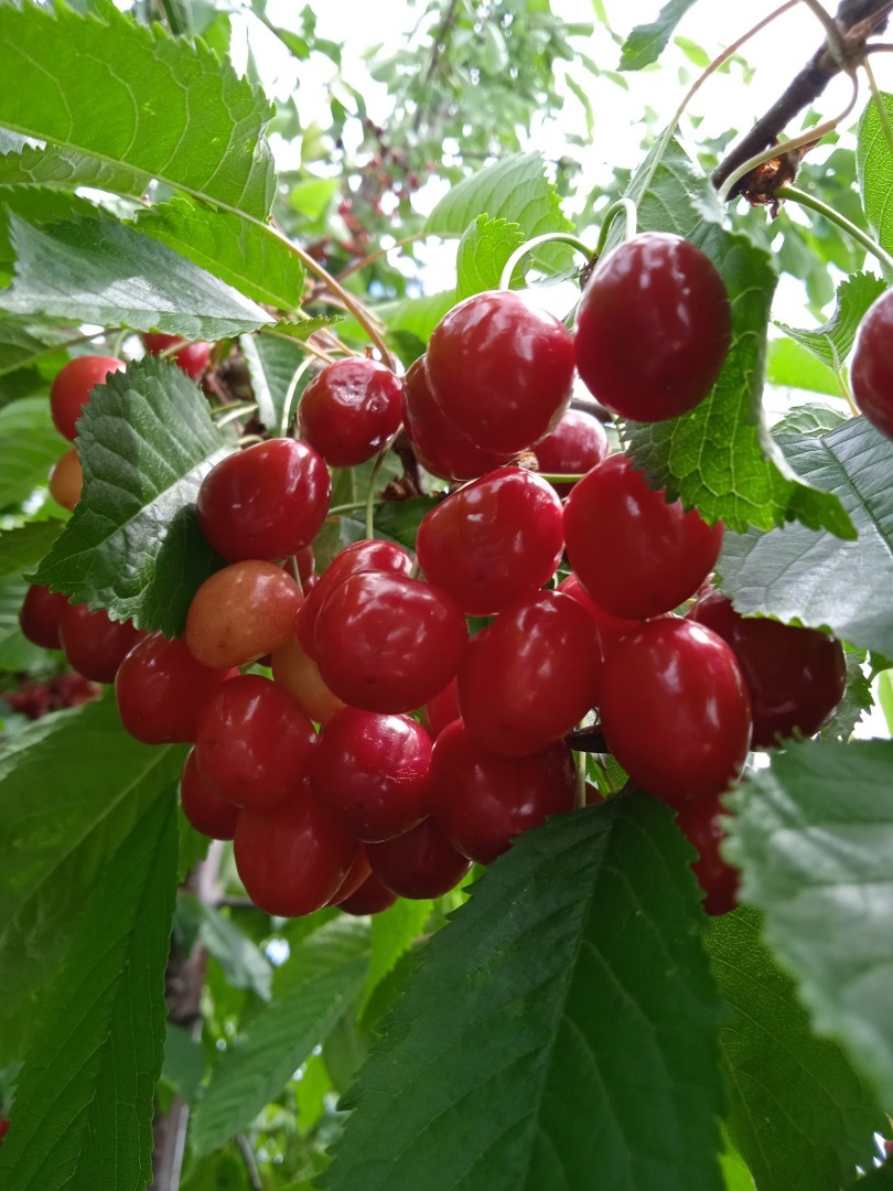 Черешня "Ипуть" – красавица моего сада: мой опыт выращивания и фото полученного результата