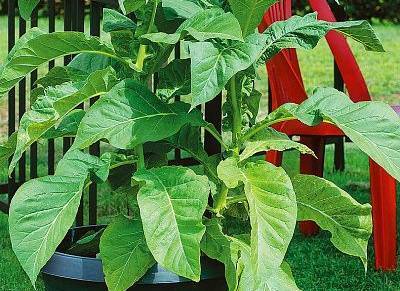 Законно ли выращивать табак на даче?