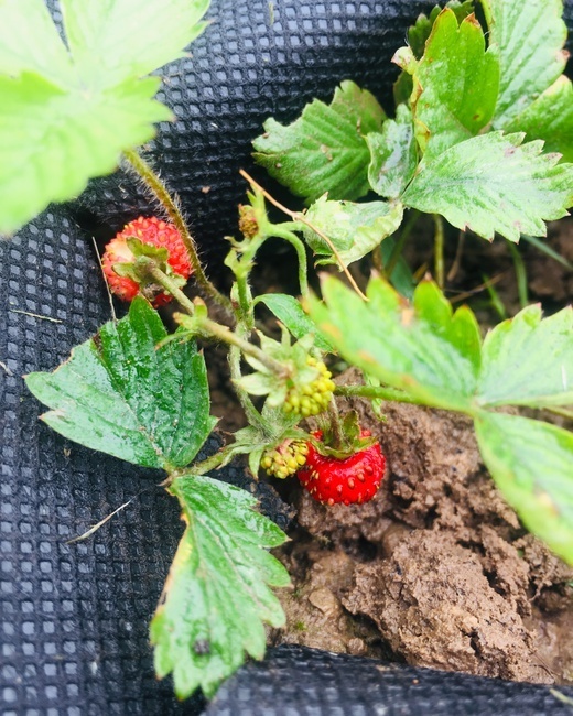 Первая ягоды в моём огороде