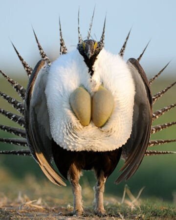 Какие странные животные выглядят так, как будто они не принадлежат этому миру?