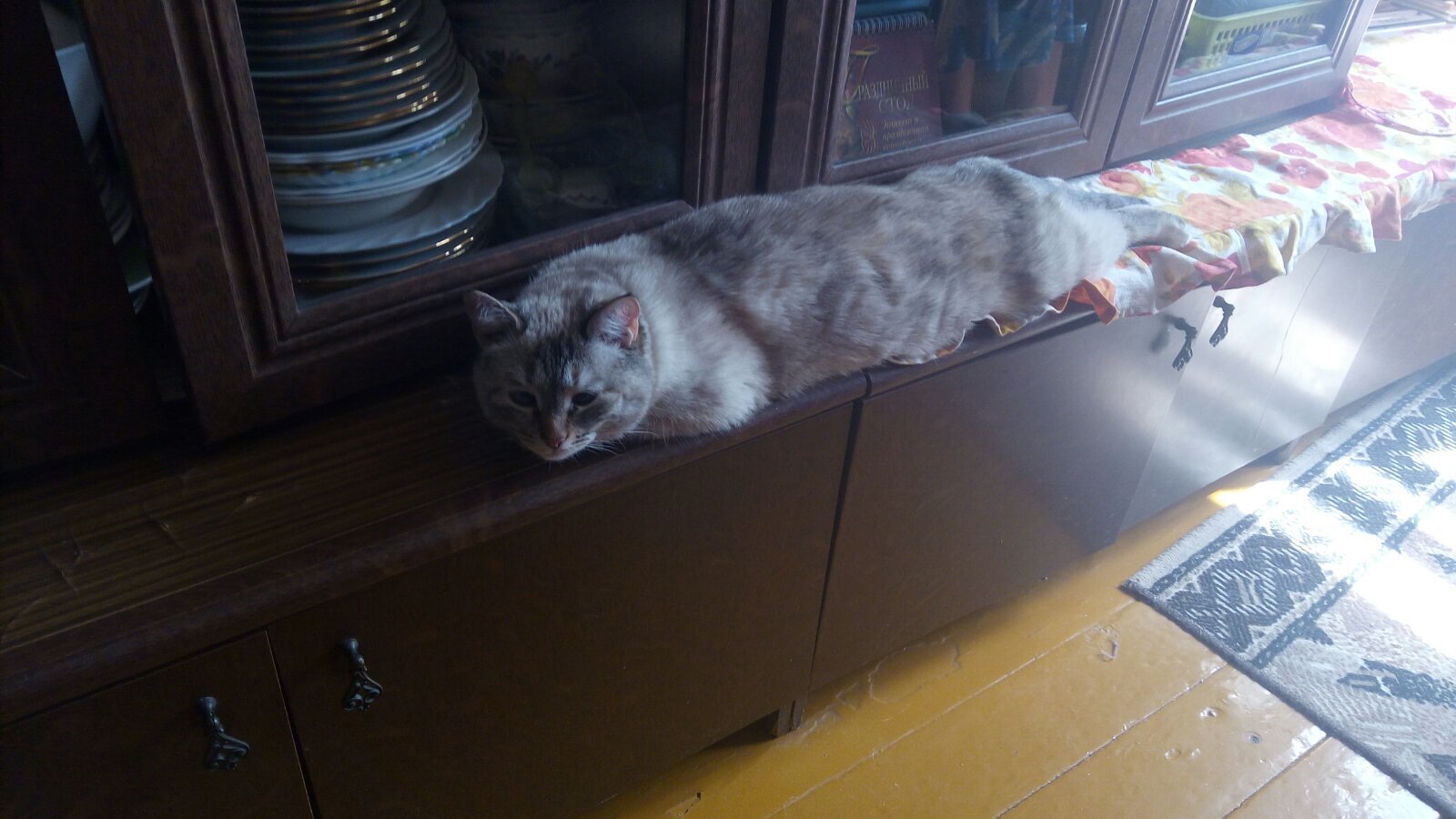 Кошечка охлаждается