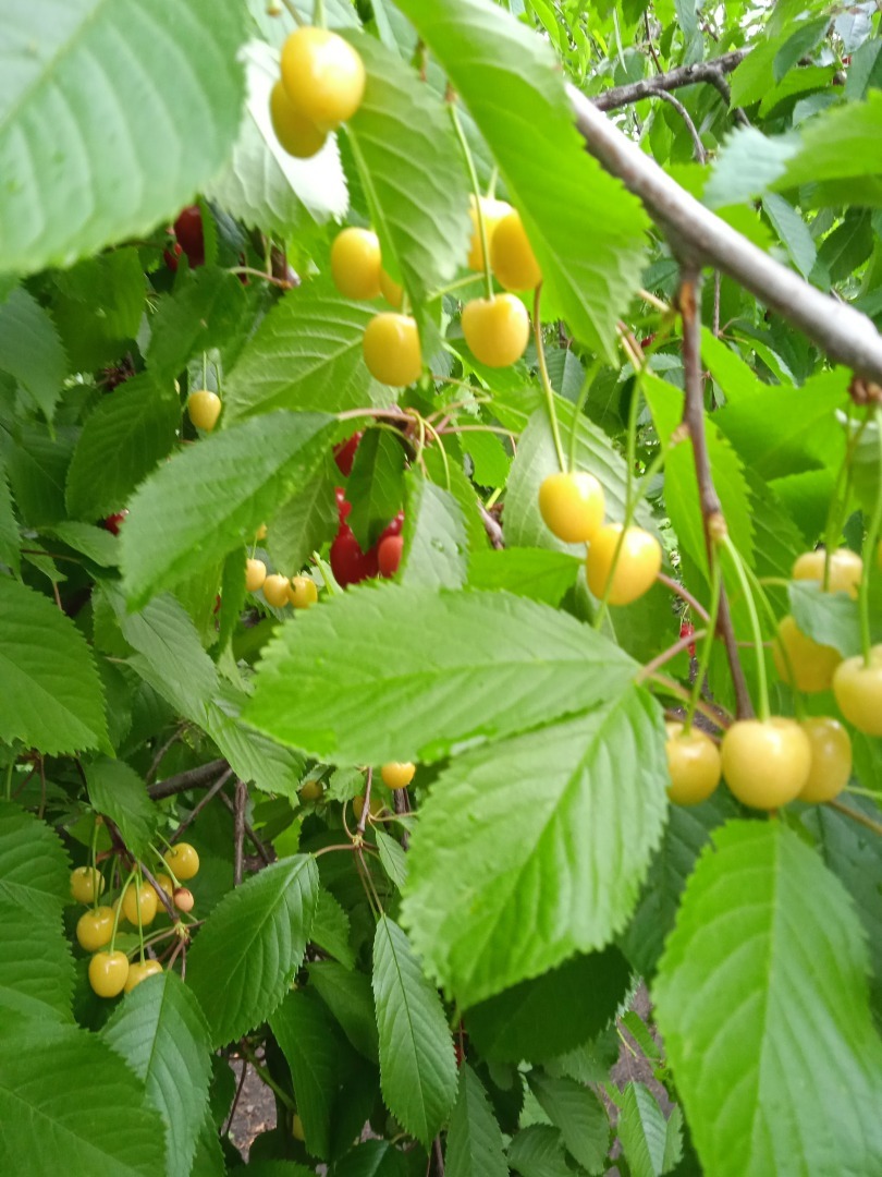 Черешня Рондо- желтое чудо моего сада: мой опыт выращивания и фото полученного результата
