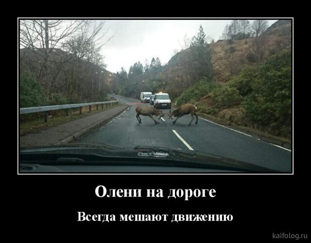 Весёлые картинки (часть 42)