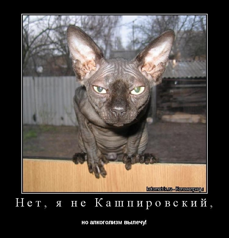 Немного кошачьего экстрима (слабонервным не смотреть!)