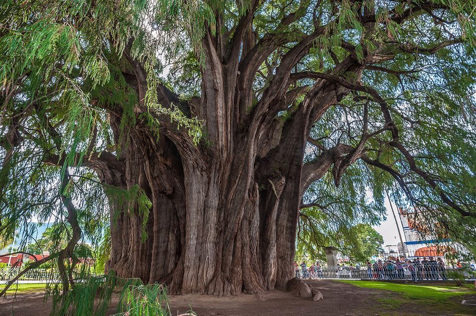 Молчаливые великаны: Сказочный мир деревьев