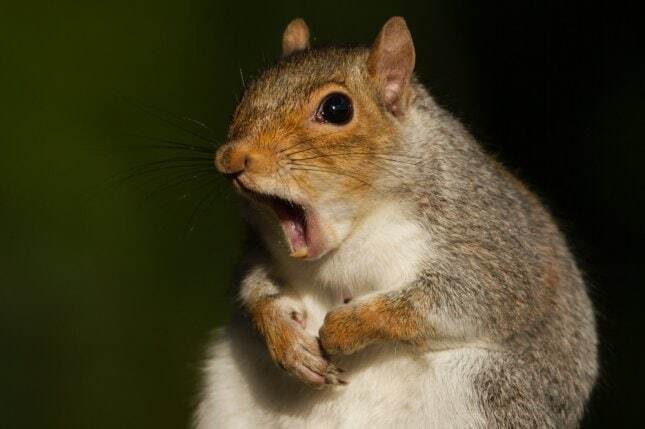 Белка смогла перегрызть провода