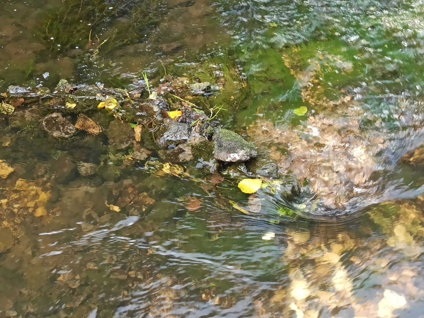 Хочу поделится красотой :)