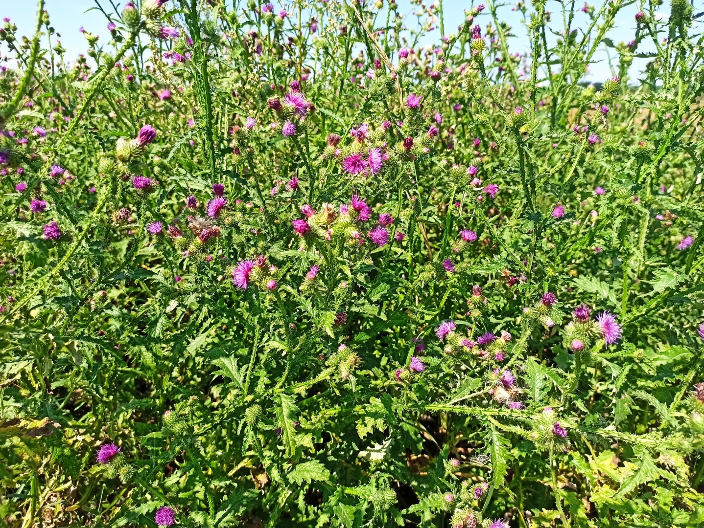 Хочу поделится красотой :)