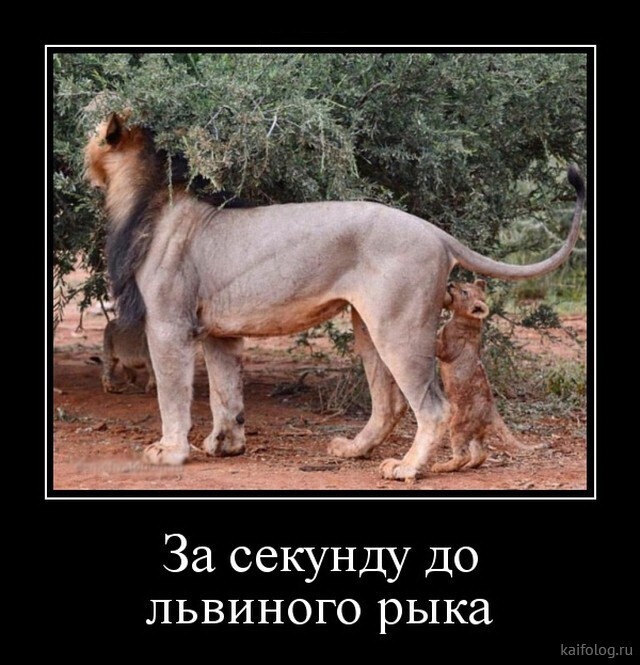 Весёлые картинки (часть 42)