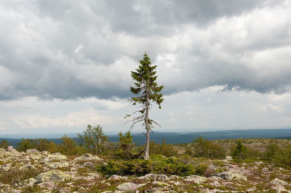 Молчаливые великаны: Сказочный мир деревьев
