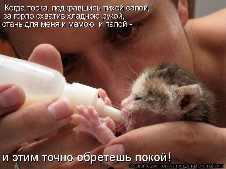 Как коты помогают в тяжелых жизненных ситуациях