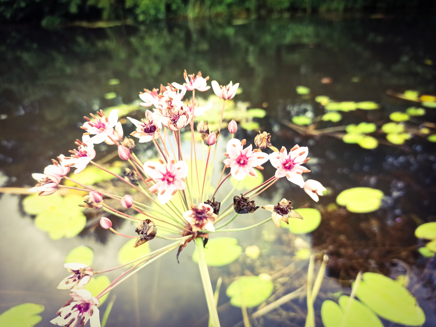 Хочу поделится красотой :)