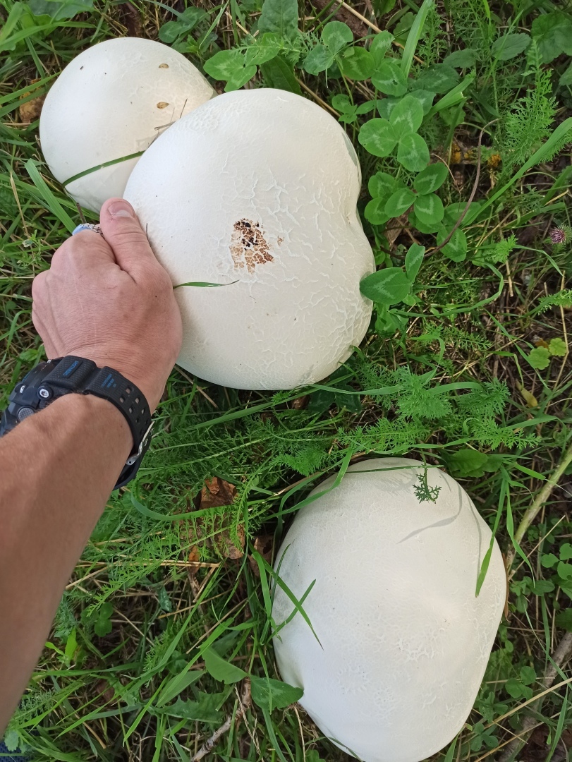 Хочу поделится красотой :)