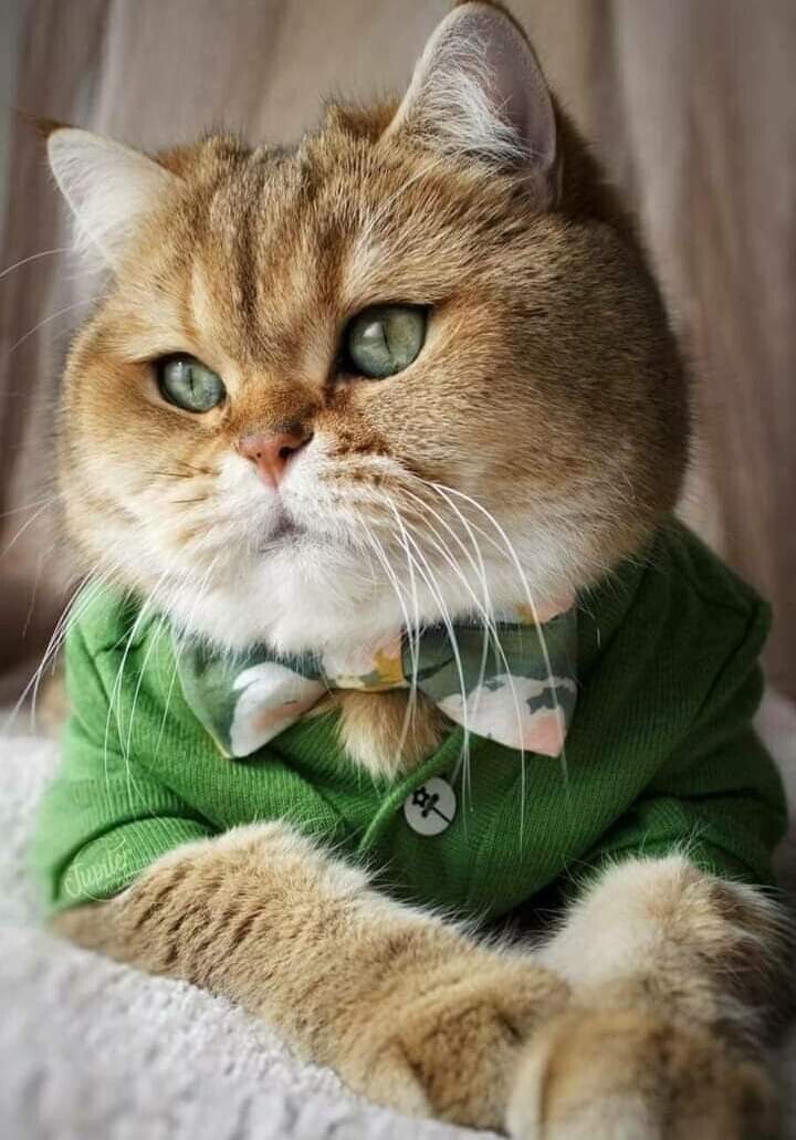 Всякая всячина