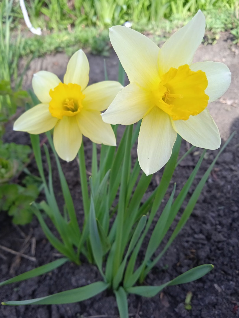 Цветочная экскурсия по моей даче. Часть первая