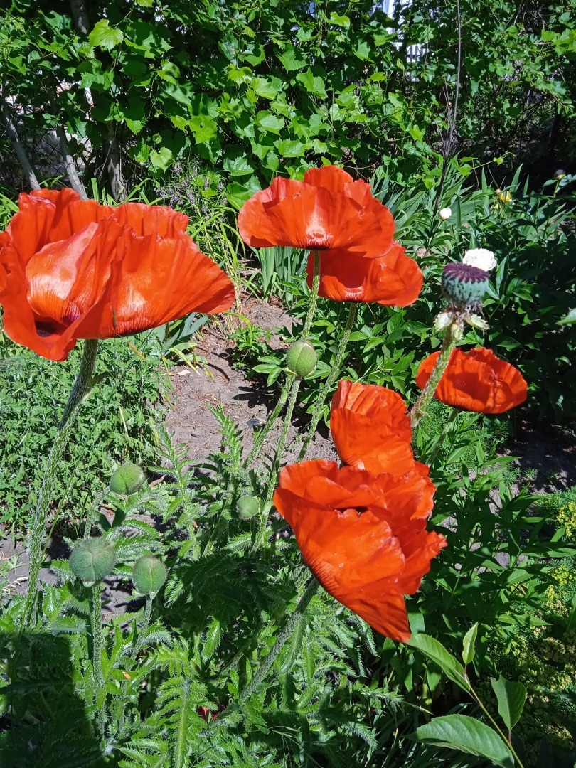 Цветочная экскурсия по моей даче. Часть первая