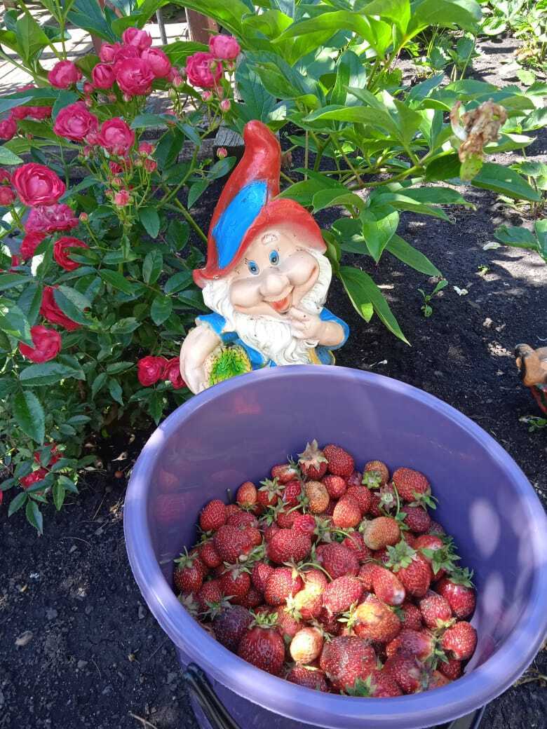 Клубника Мальвина: достоинства сорта, почему клубника получила такое название, фото урожая