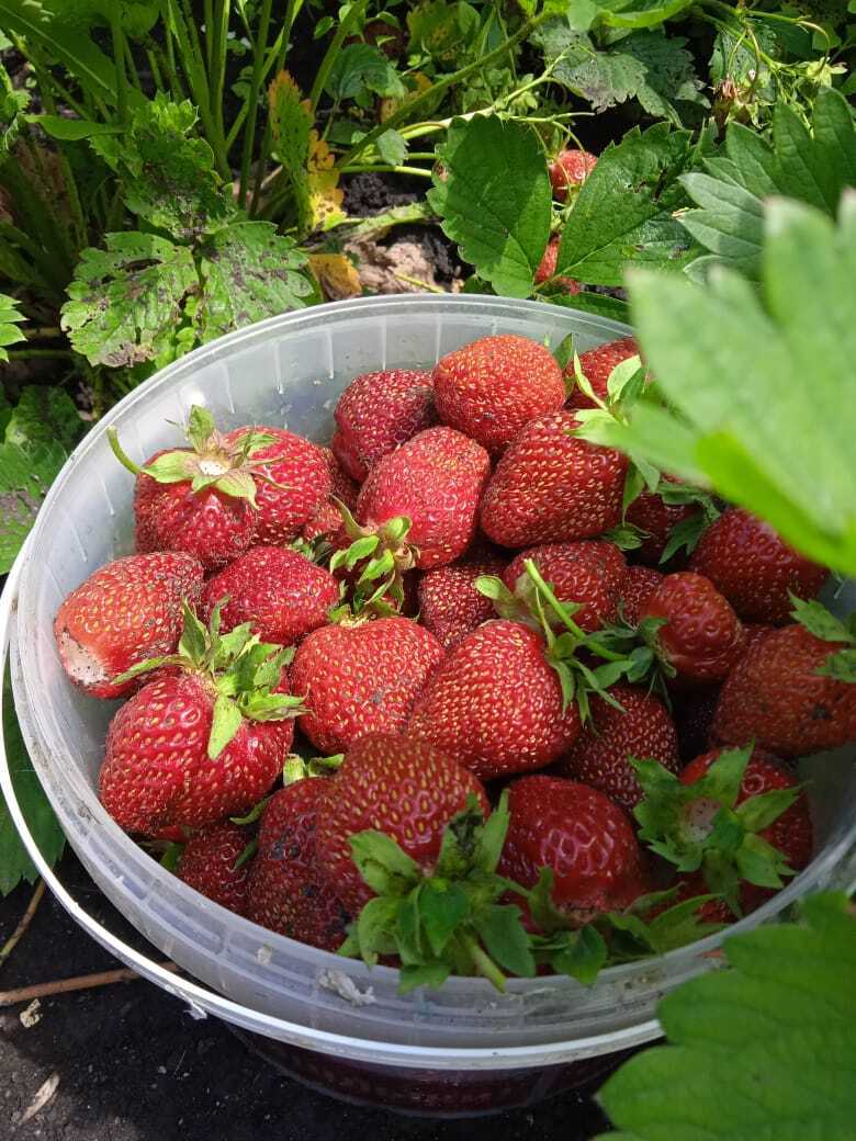 Клубника Мальвина: достоинства сорта, почему клубника получила такое название, фото урожая