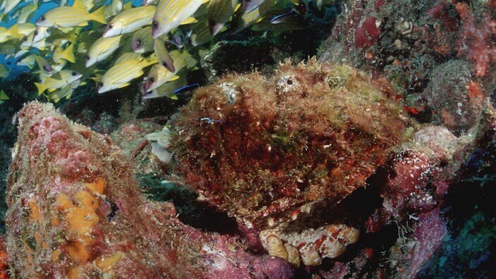 Одним из самых эффективных видов оружия в дикой природе является яд.