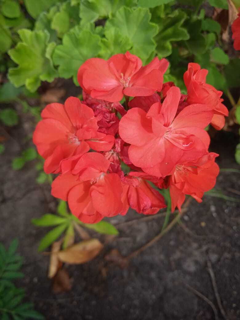 Цветочная экскурсия. Продолжение. Часть вторая