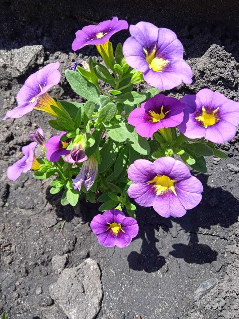 Цветочная экскурсия. Продолжение. Часть вторая