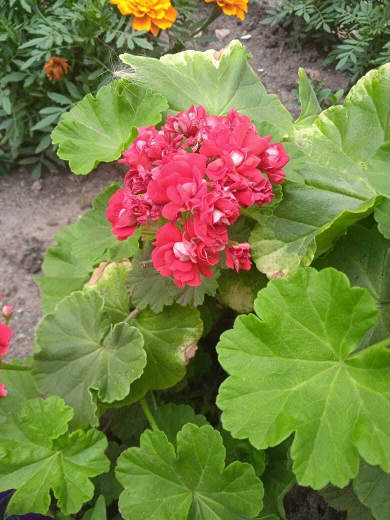 Цветочная экскурсия. Продолжение. Часть вторая