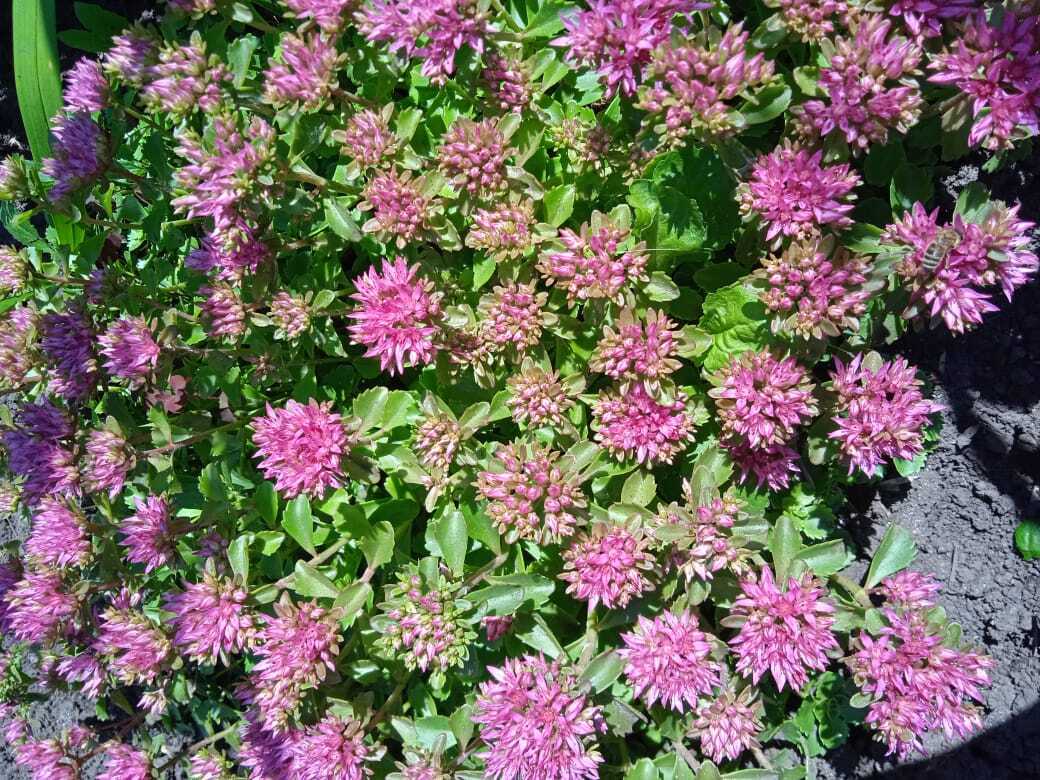 Цветочная экскурсия. Продолжение. Часть вторая