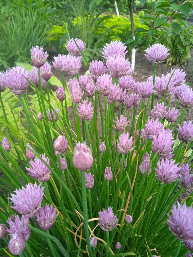 Цветочная экскурсия. Продолжение. Часть вторая