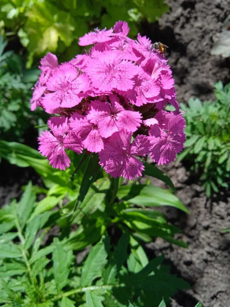 Цветочная экскурсия. Продолжение. Часть вторая