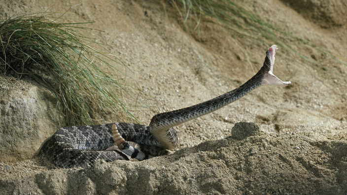 Одним из самых эффективных видов оружия в дикой природе является яд.