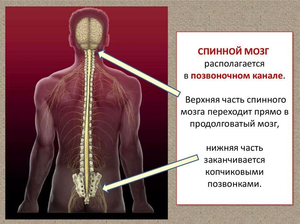 Фото спинной и головной мозг