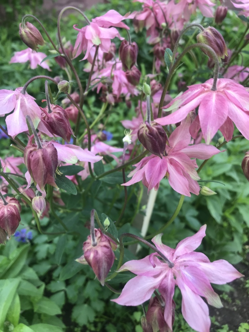 Сама садик я садила, сама буду поливать