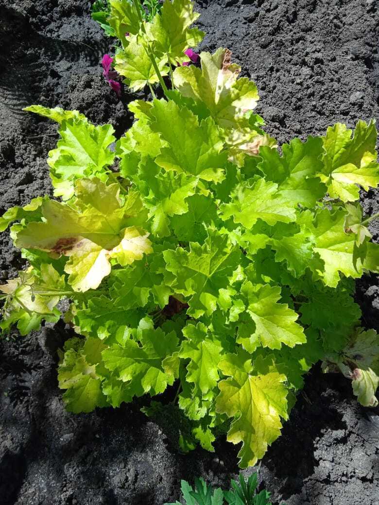 Цветочная экскурсия. Продолжение. Часть вторая