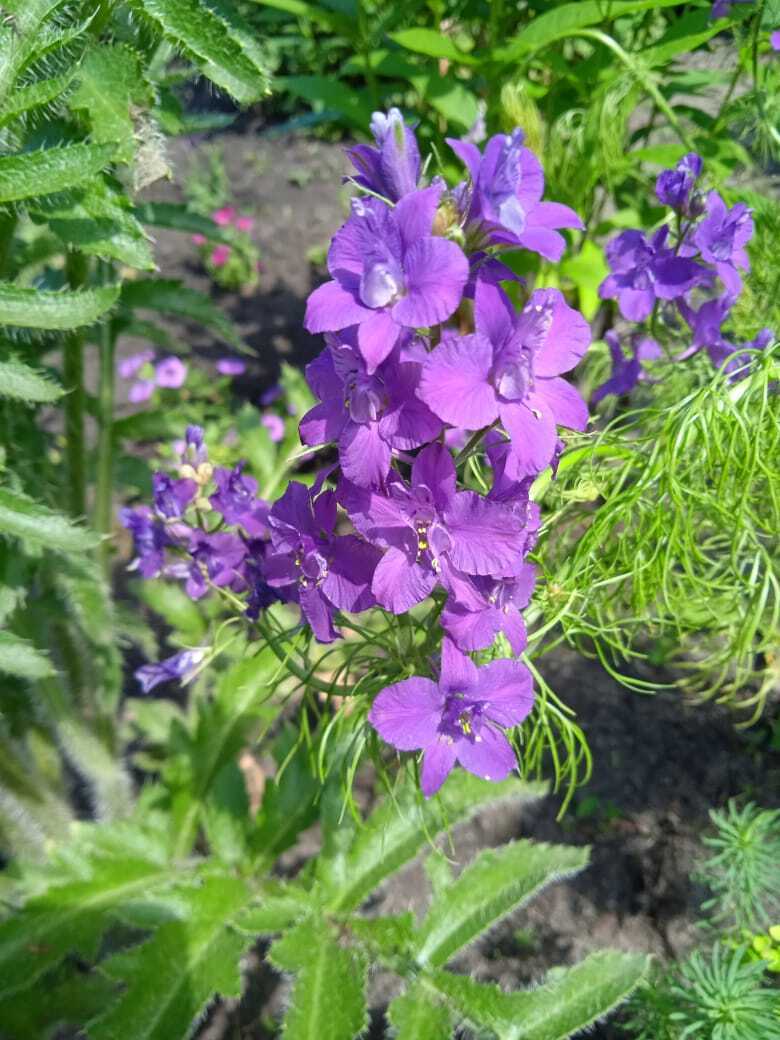 Цветочная экскурсия. Продолжение. Часть вторая