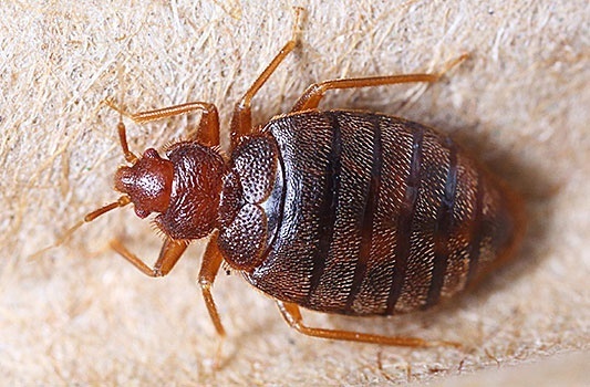 Клопы постельные. Как избавиться. Советский опыт.