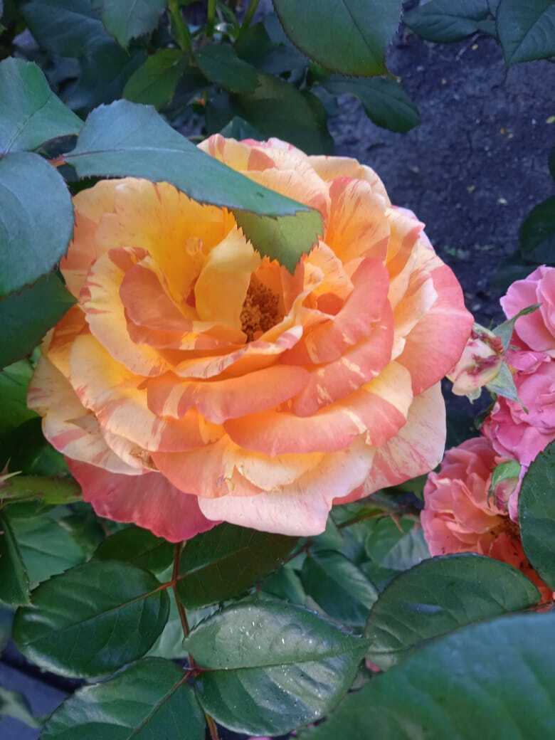 Цветочная экскурсия.Роза-королева цветов. Часть третья.