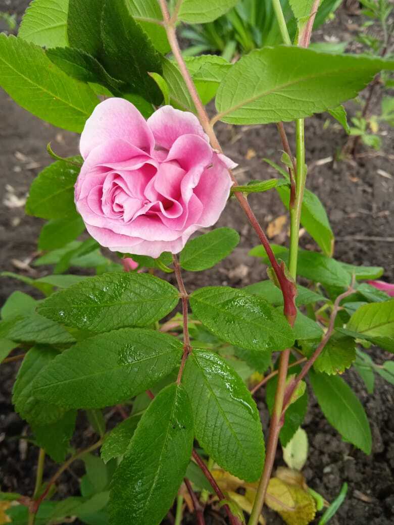 Цветочная экскурсия.Роза-королева цветов. Часть третья.