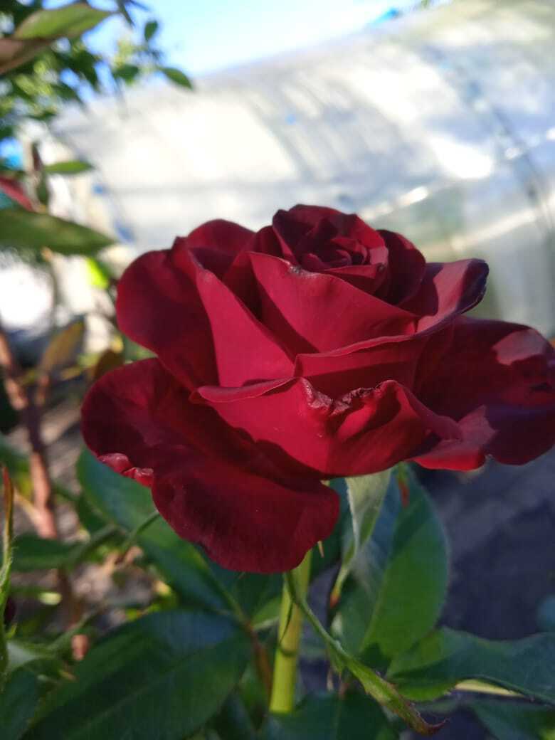 Цветочная экскурсия.Роза-королева цветов. Часть третья.