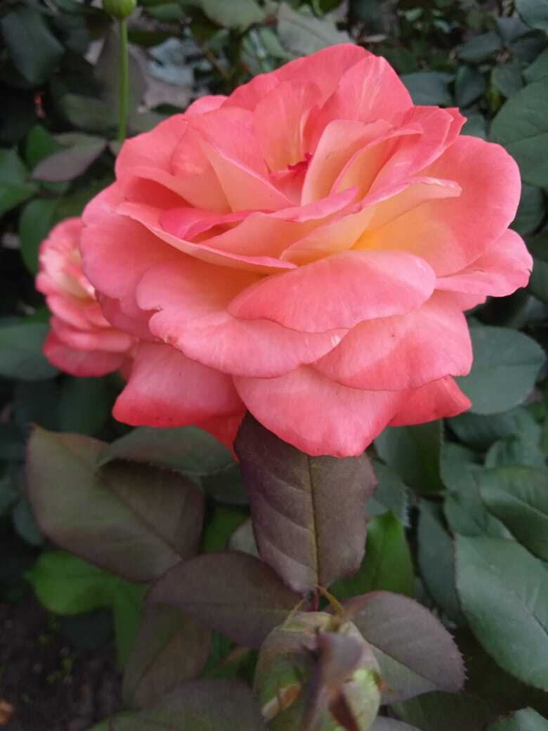 Цветочная экскурсия.Роза-королева цветов. Часть третья.