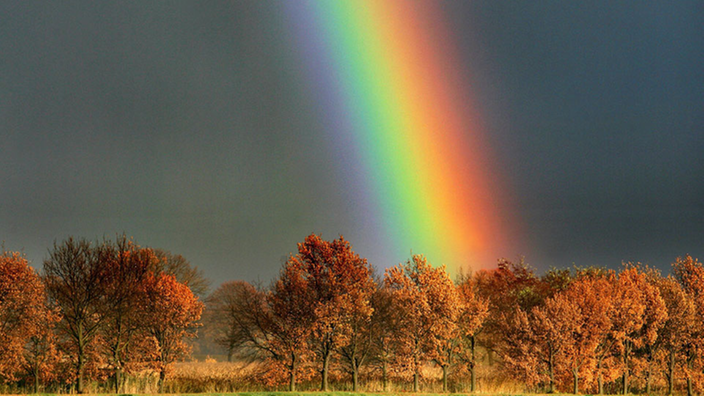 Обман чувств : Иллюзии в природе