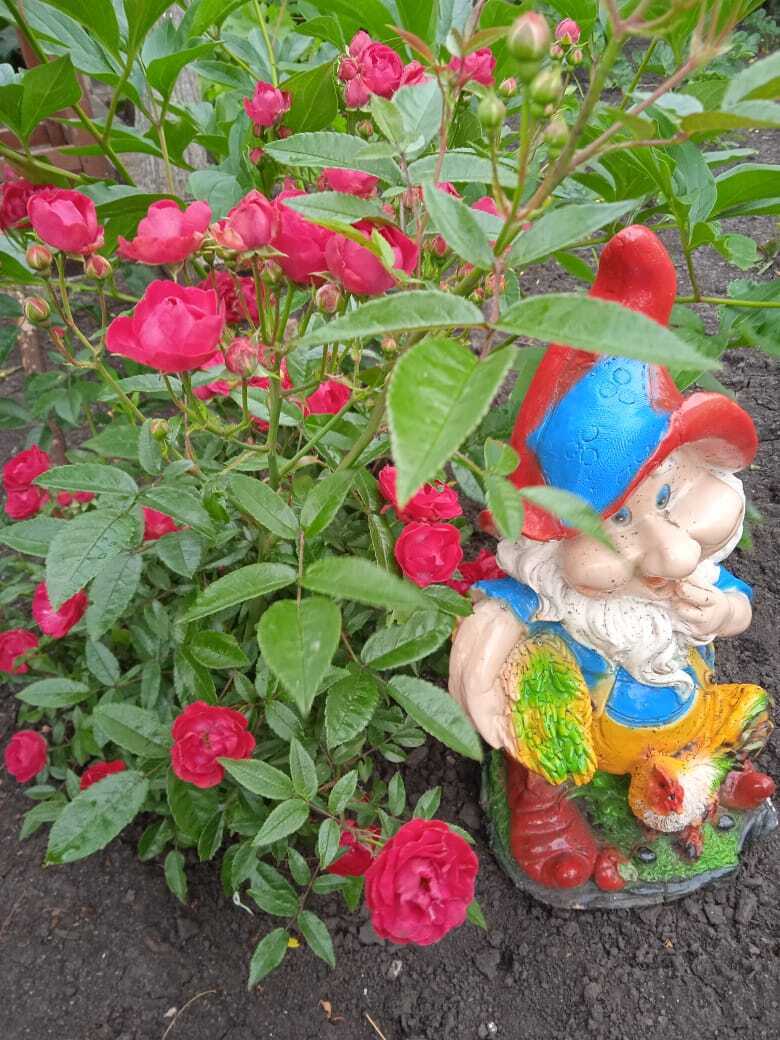 Цветочная экскурсия.Роза-королева цветов. Часть третья.