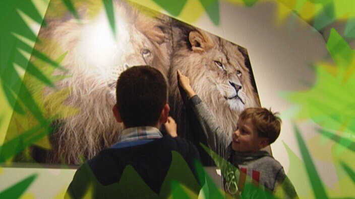 Ранние предшественники музеев, до тех пор, пока из таких коллекций не появились первые музеи.