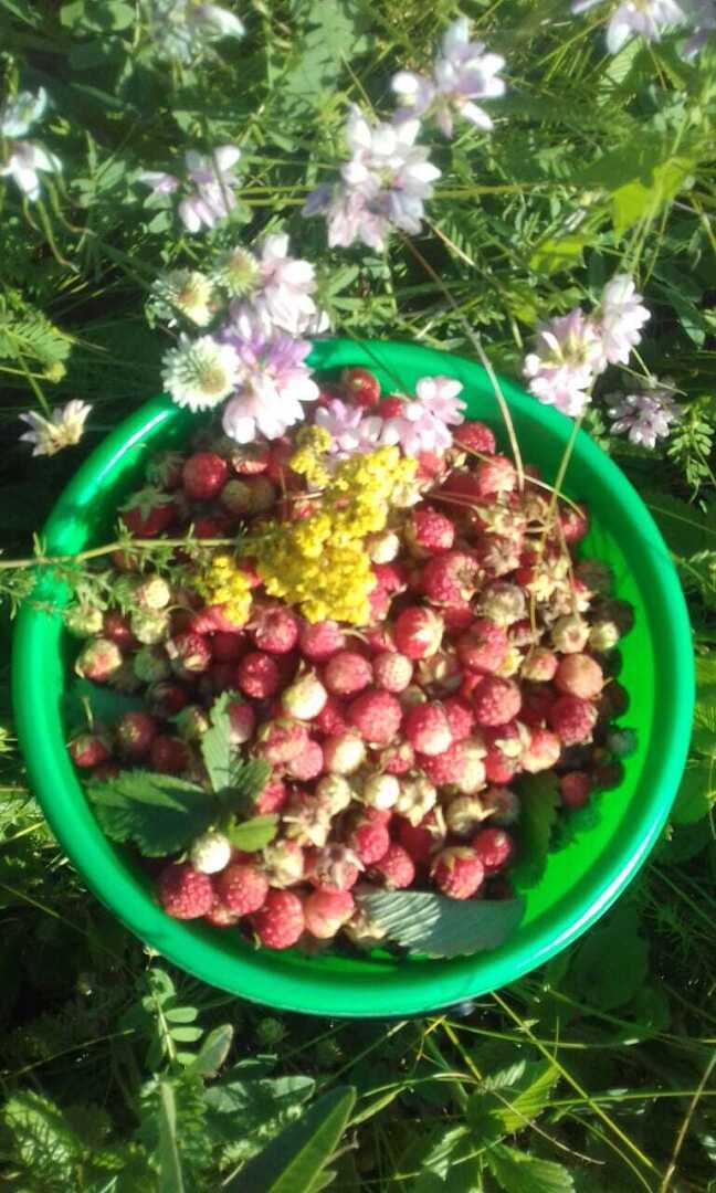 Земляничное лето