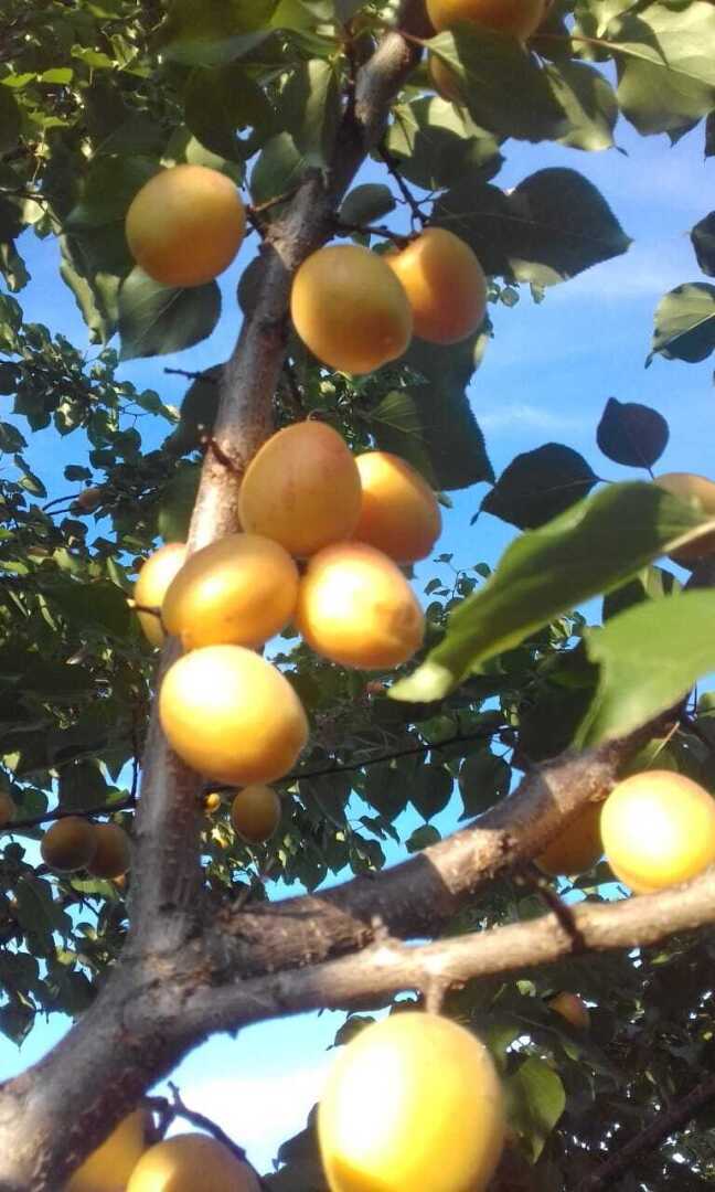 Абрикосовое чудо из косточки